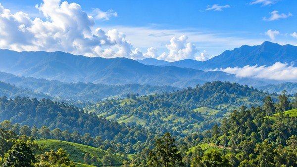 Lush green hills and plantations in Coorg